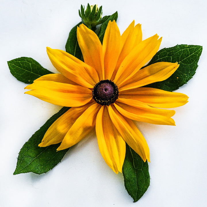 A single Viviani Rudbeckia flower with leaves on a white background.