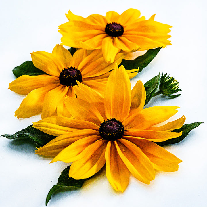 A trio of Viviani Rudbeckia blooms on a white background.