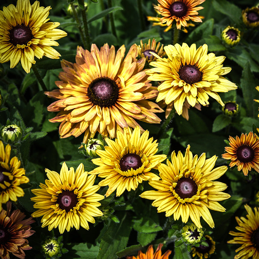 Caramel Rudbeckia growing in the trial gardens at Baker Creek.