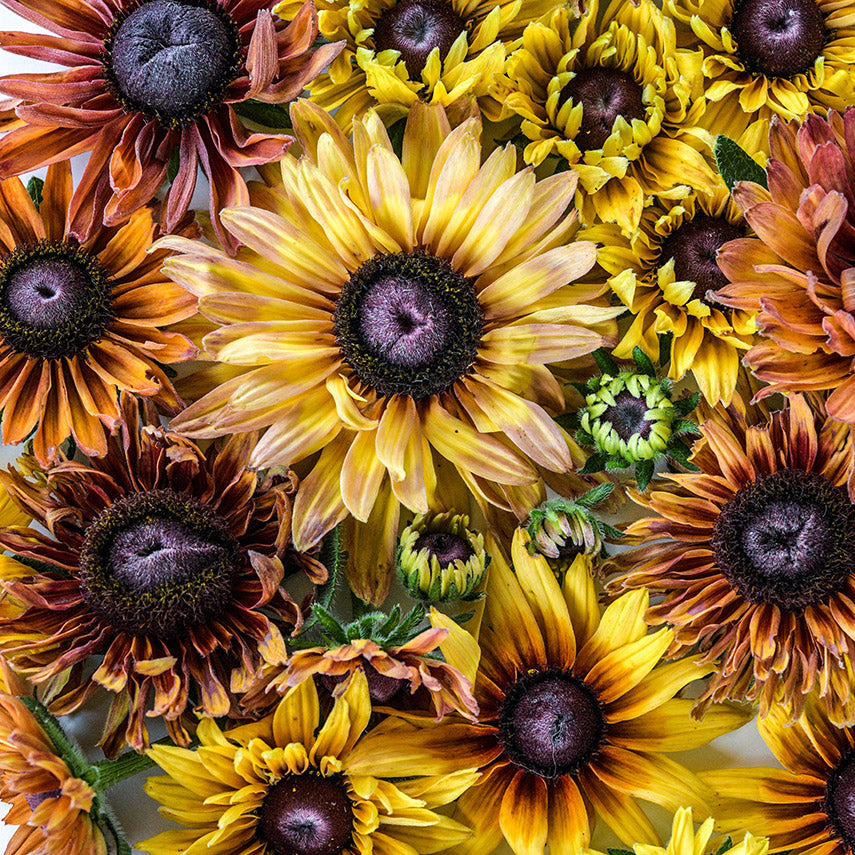 An overhead detailed view of Caramel Rudbeckia flowers.