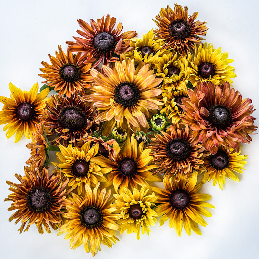 Overhead view of Caramel Rudbeckia on a white background.