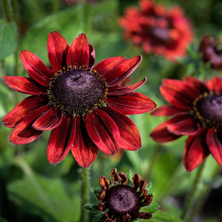 Cherry Brandy Rudbeckia blooming in the trial gardens at Baker Creek.