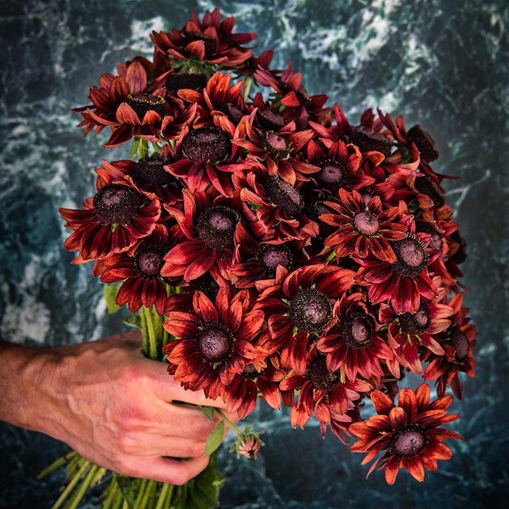 A man holding a giant bouquet of Cherry Brandy Rudbeckia flowers against a dark marbled background.