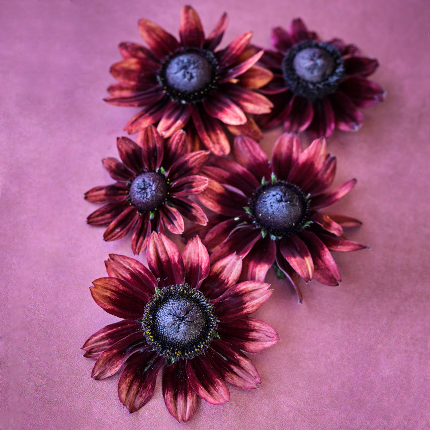 Five Cherry Brandy Rudbeckia blooms reclining on a muted reddish burgundy background.