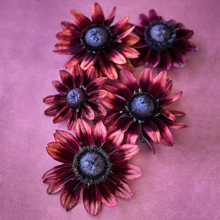 Five Cherry Brandy Rudbeckia blooms reclining on a muted reddish burgundy background.