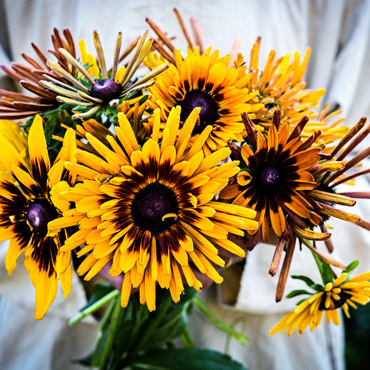 A gardener holding a bouquet of freshly picked large Chim Chiminee Rudbeckia blooms.