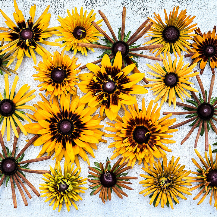 Overhead view of Chim Chiminee Rudbeckia flowers on silver background.