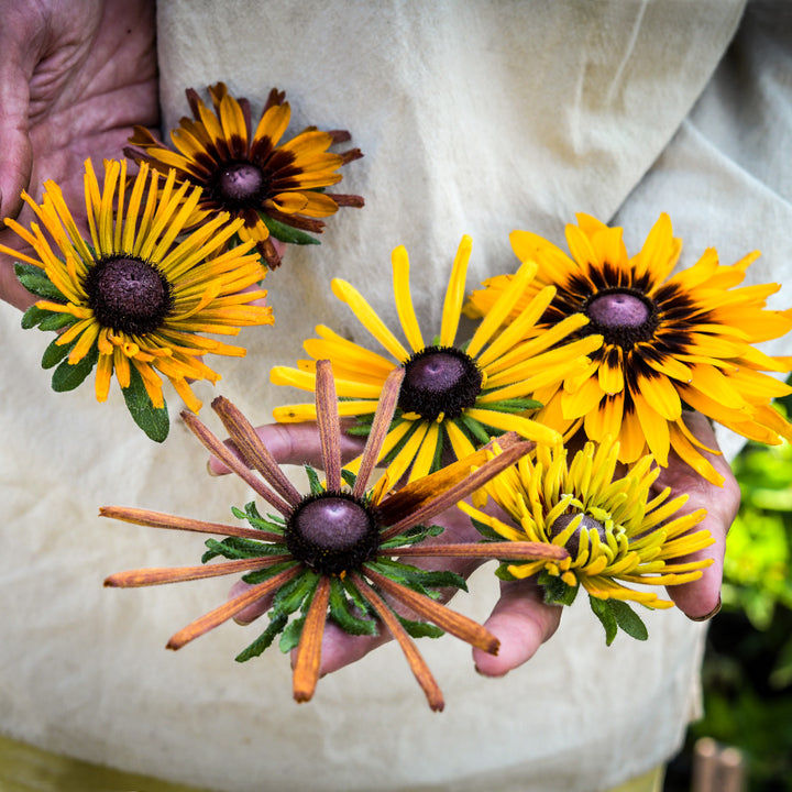 A man in a tunic holding Chim Chiminee Rudbeckia flowers in the gardens at Baker Creek.