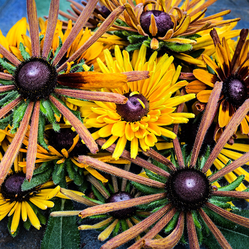 Close-up view of Chim Chiminee Rudbeckia flowers.