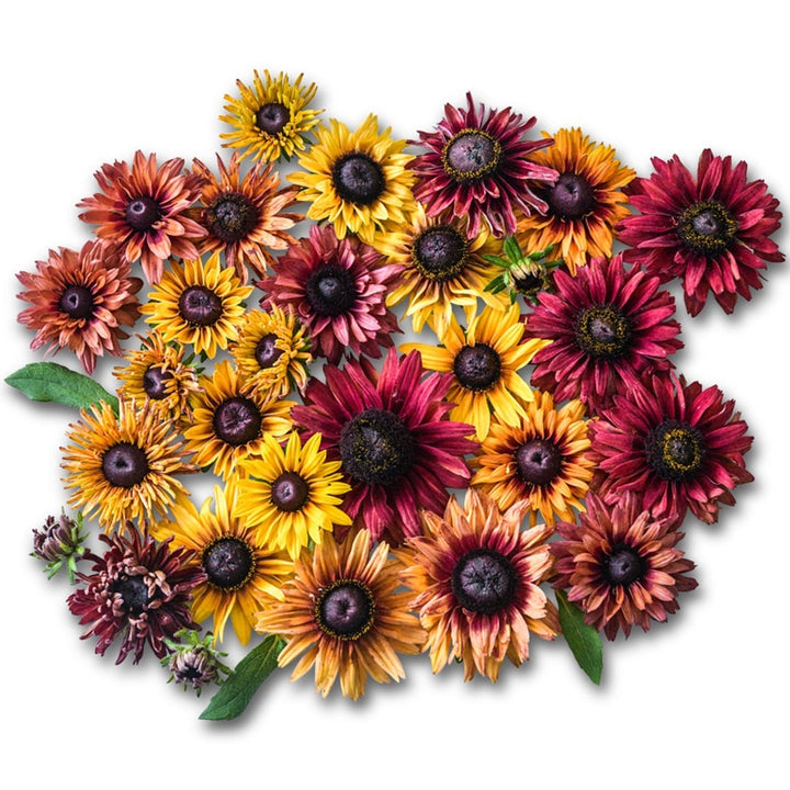 Rudbeckia Seeds, Caramel