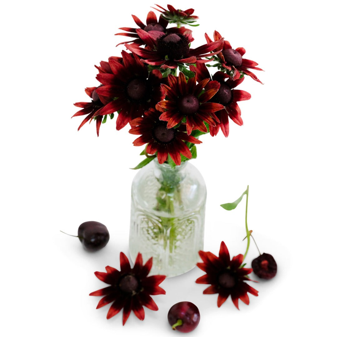 Bouquet of Cherry Brandy Rudbeckia in a glass vase on a white background.