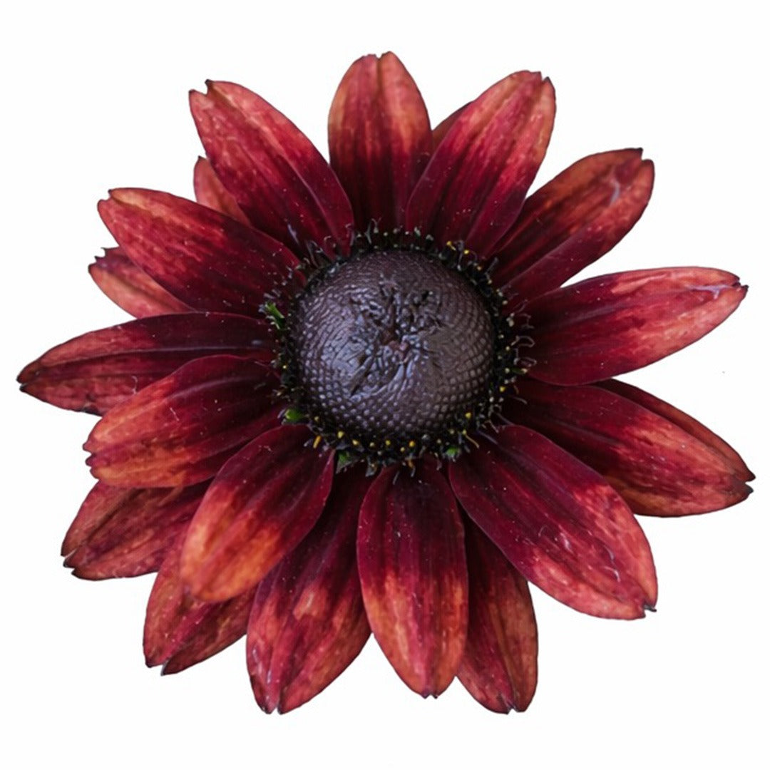 Extreme close up of Cherry Brandy Rudbeckia on a white background.