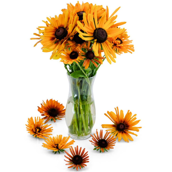 Bouquet of Chim Chiminee Rudbeckia in a clear glass vase on a white background.