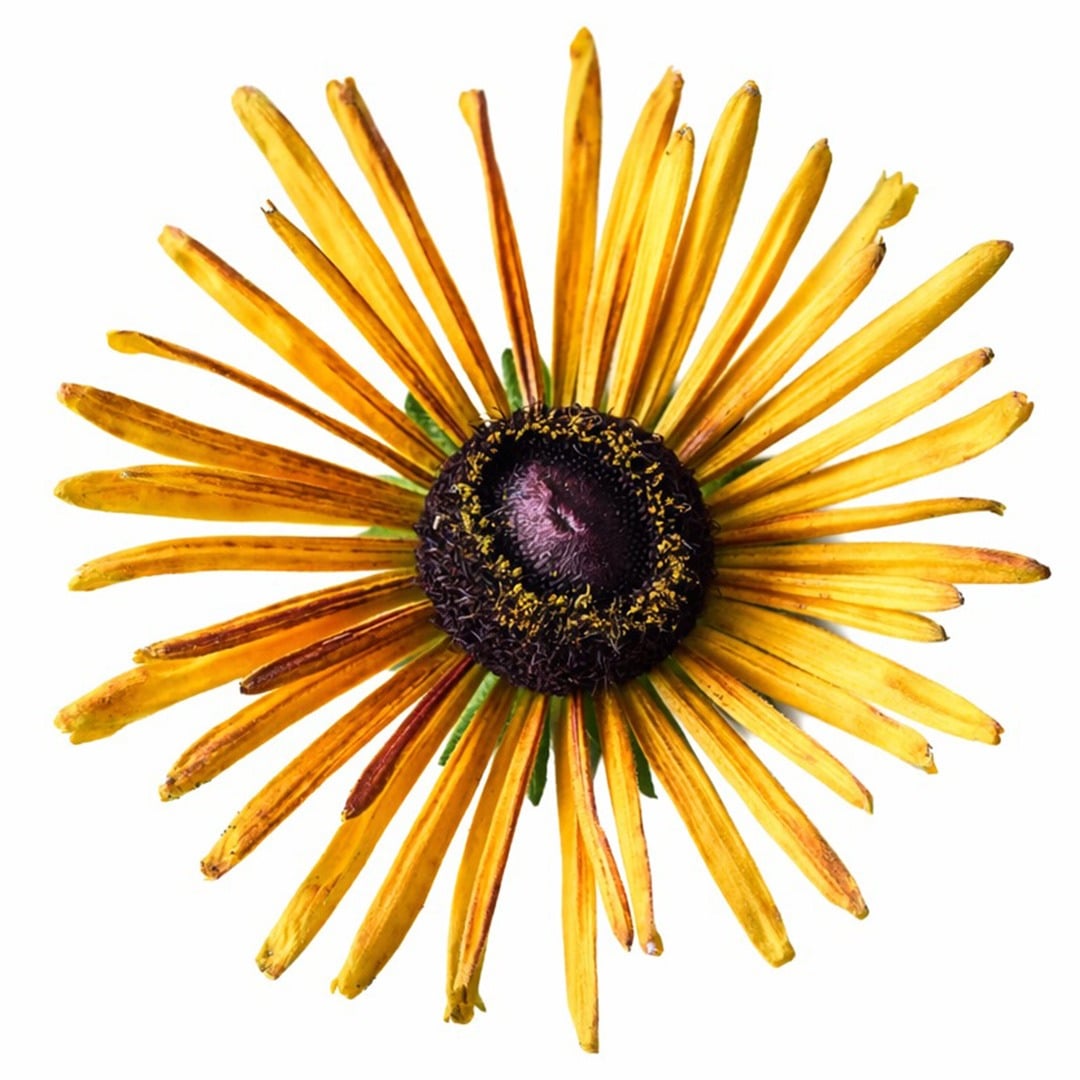 An extreme close up of Chim Chiminee Rudbeckia on a white background.