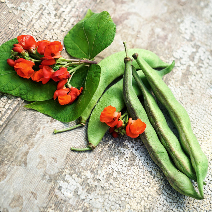 Black Coat Runner Bean pods with bright orange blooms and foliage on a weathered wood background.