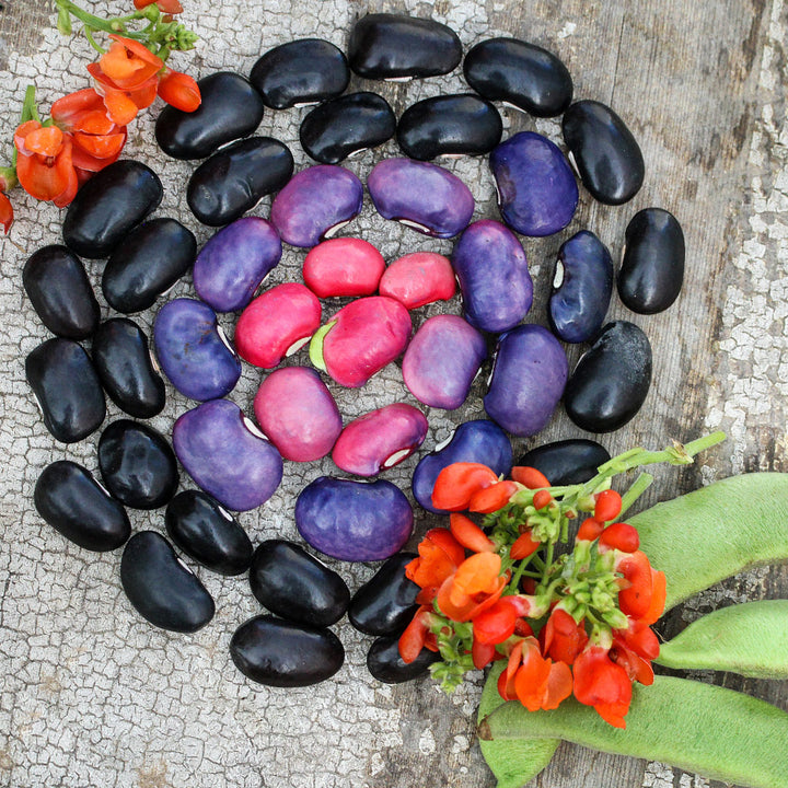 Black Coat Runner Beans in a variety of stages of maturity with blooms and pods.