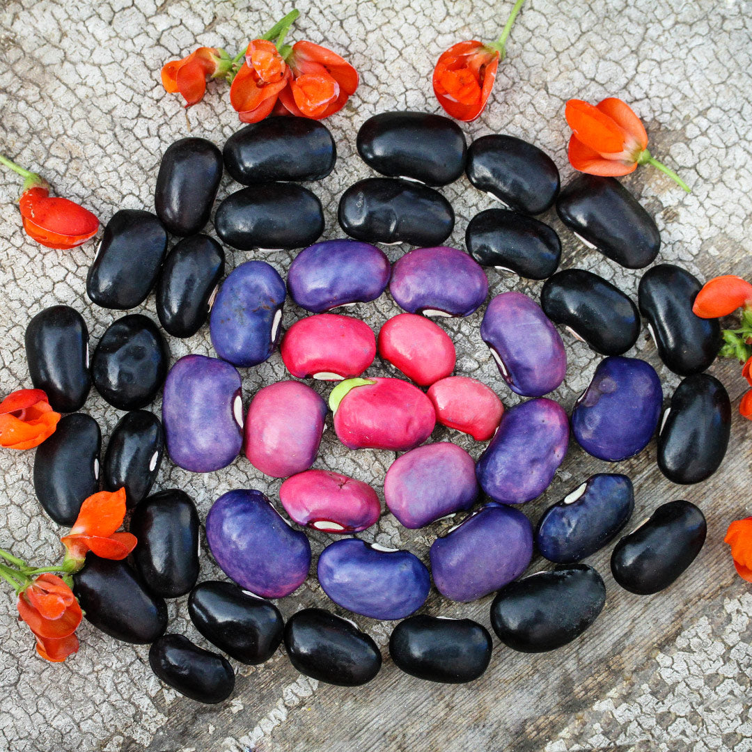 Purple, black and pink Black Coat Runner Bean in different stages of maturity with orange blooms.