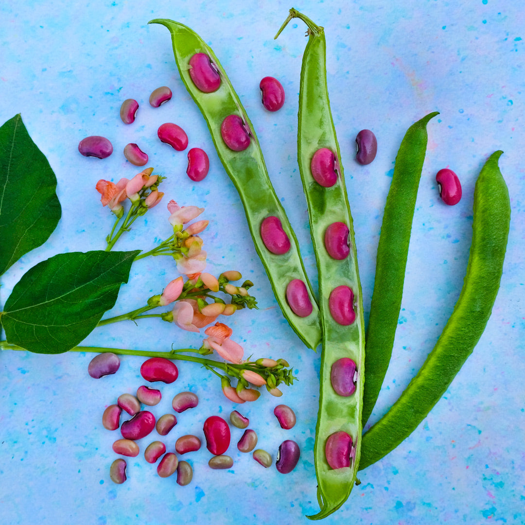 Sunset Runner Beans in the pod with blooms and foliage on a light blue background. Image courtesy of Lucy Hutchins.