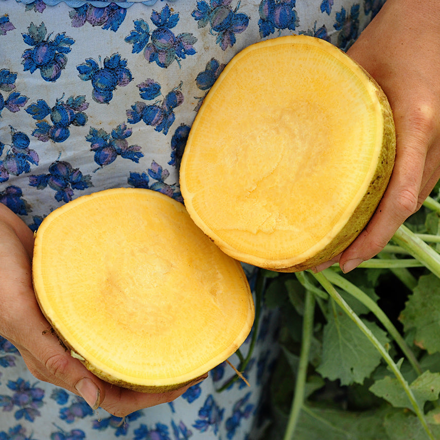 Hands holding a halved Navone Yellow Cabbage Turnip Rutabaga showing its golden flesh.