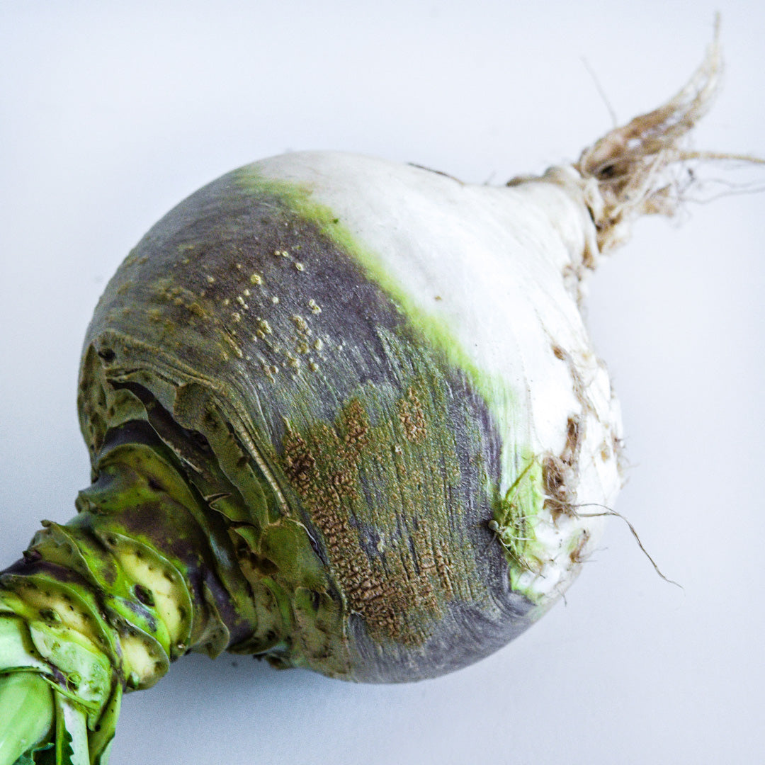 A close-up of a Macomber Turnip Rutabaga on a white background.
