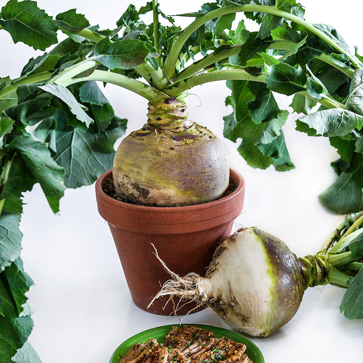 A Macomber Turnip Rutabaga in a terra cotta pot with another rutabaga and a recipe.