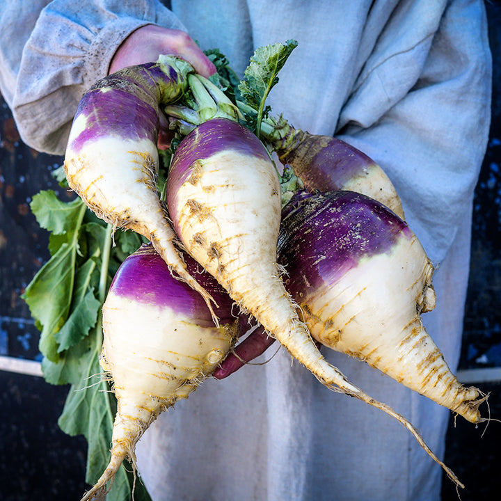 A man in a tunic holding some freshly harvested Marian Rutabagas.