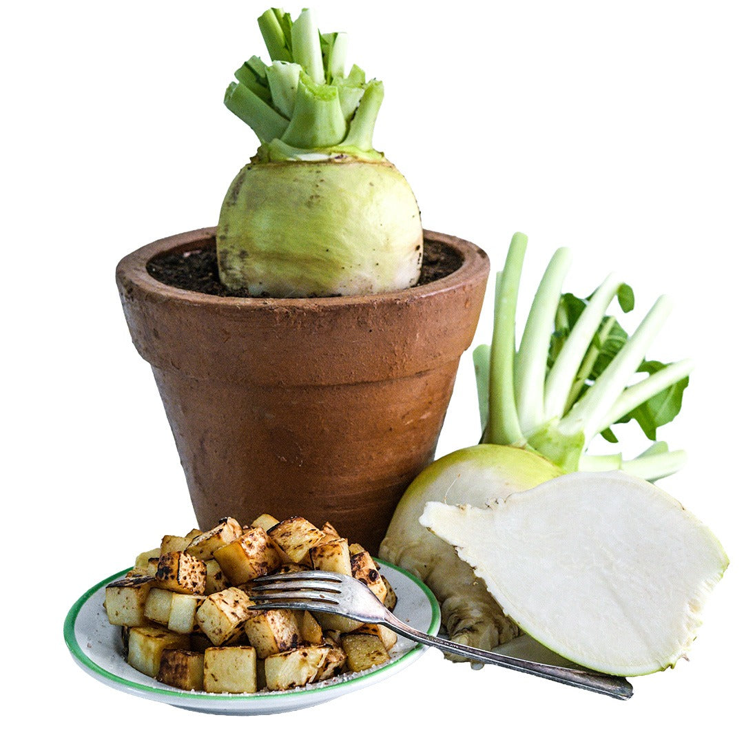 Rutabaga Seeds, Macomber Turnip