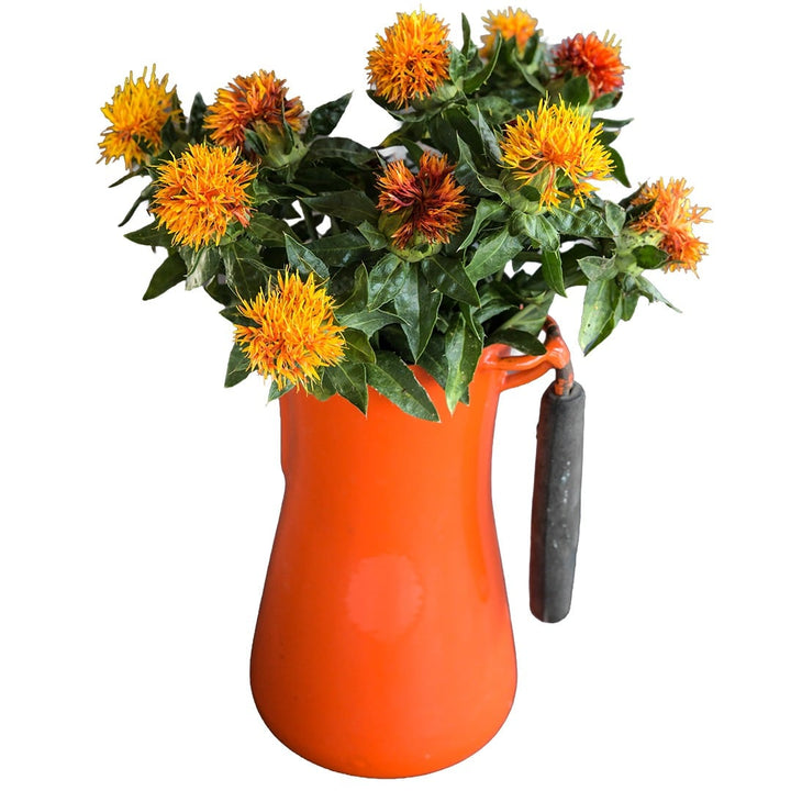 Bouquet of Corrales Azafran Safflower in an orange tin vase on a white background.