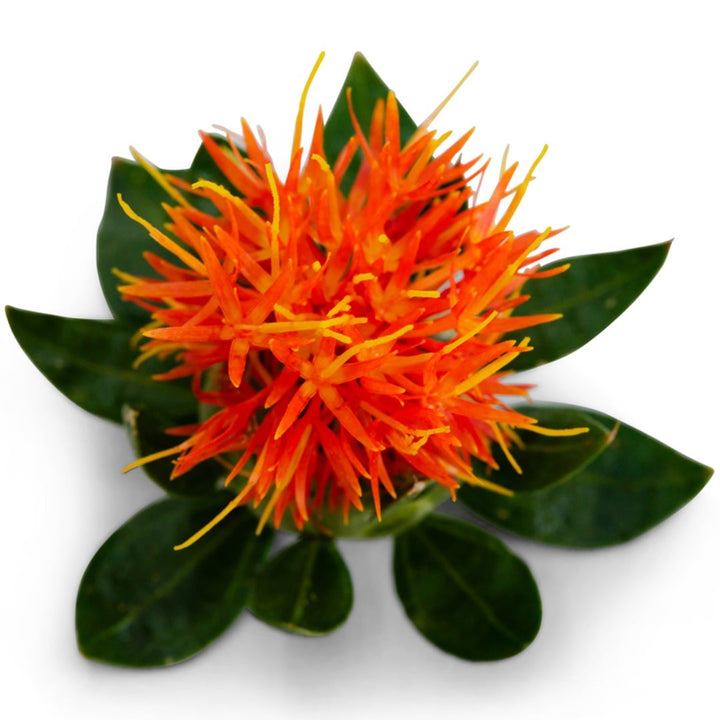 Close up of Dark Orange-Red Safflower on a white background.