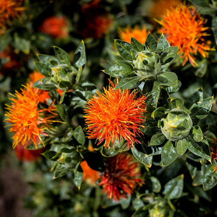 Close-up Dark Orange-Red Safflower growing in garden