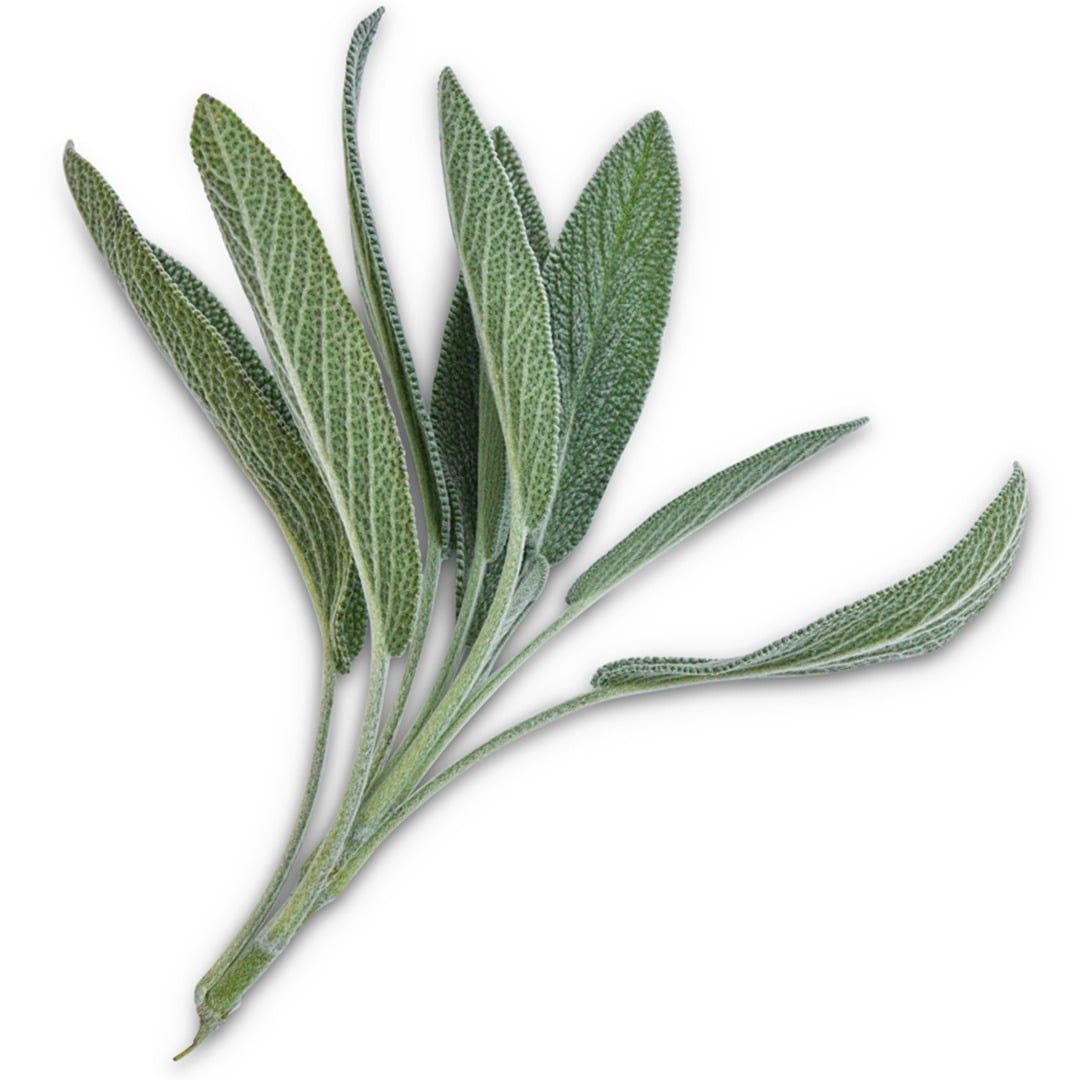 Broad Leaf Sage on a white background.