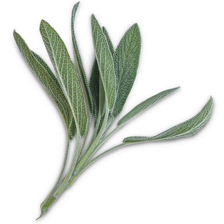 Broad Leaf Sage on a white background.