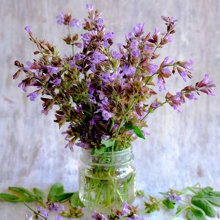 Broad Leaf Sage in Ball Jar