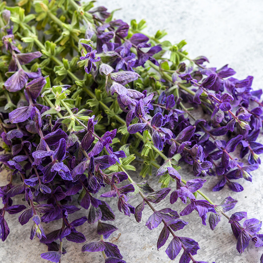 Blue Monday Sage on white background