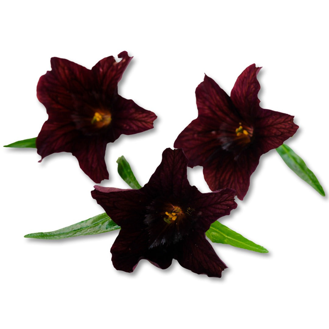 Trio of Black Trumpet Salpiglossis blooms on a white background.