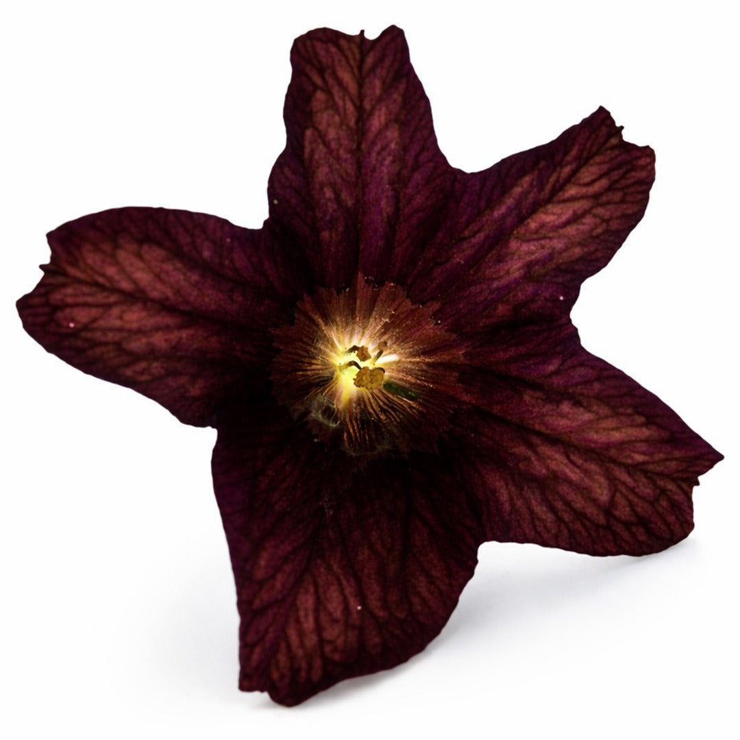 An extreme close up of Black Trumpet salpiglossis bloom on a white background.