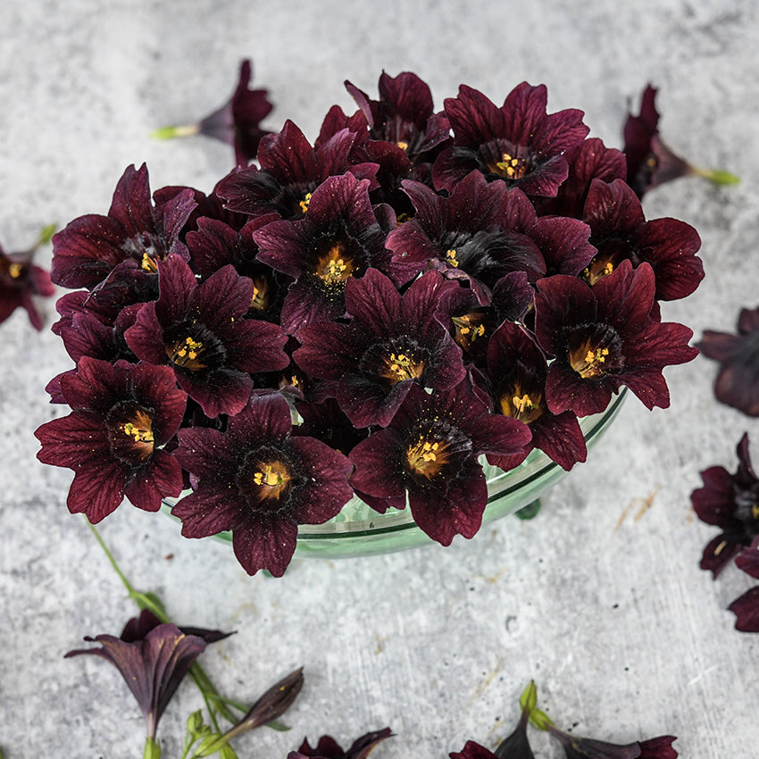 Black Trumpet Salpiglossis top view on light background