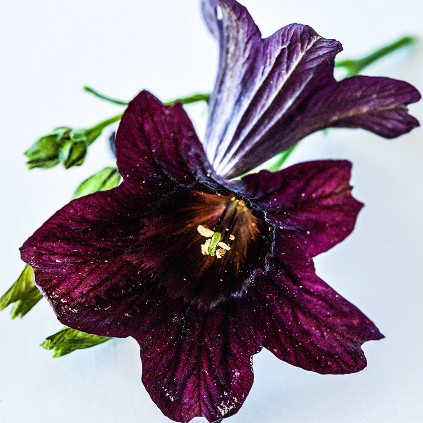 Close-up Black Trumpet Salpiglossis on white background.
