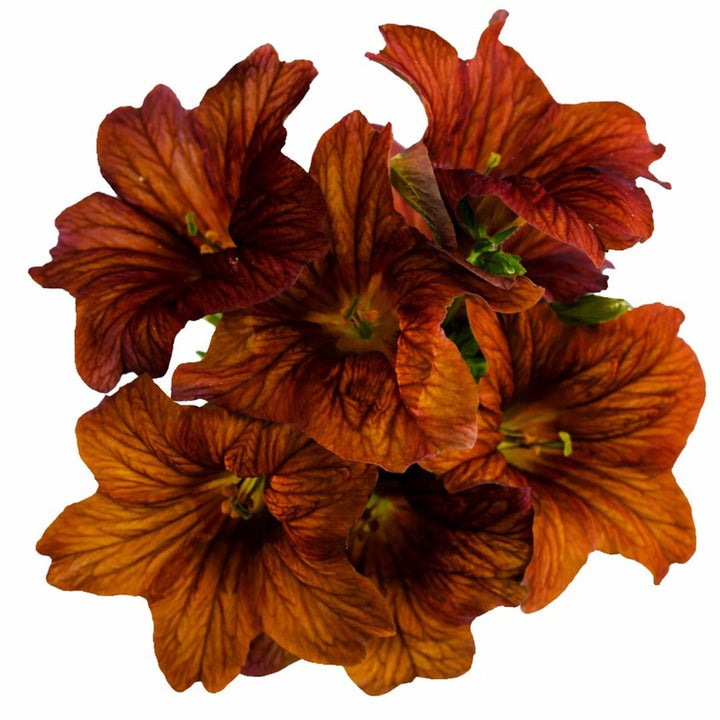 A close up of Cafe Au Lait salpiglossis blooms on a white background.