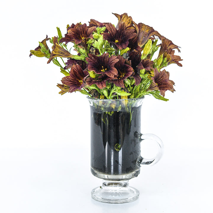 A bouquet of Cafe Au Lait Salpiglossis flowers in a coffee mug.