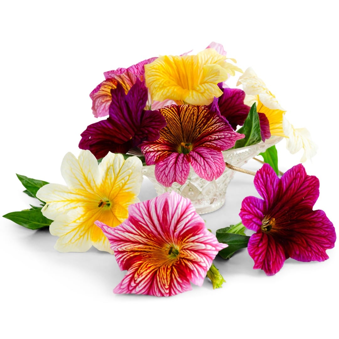 Grandiflora Mix Salpiglossis bouquet in a clear vase on a white background.