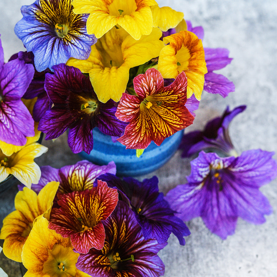 Grandiflora Mix Salpiglossis closeup in blue vase on light grey background.