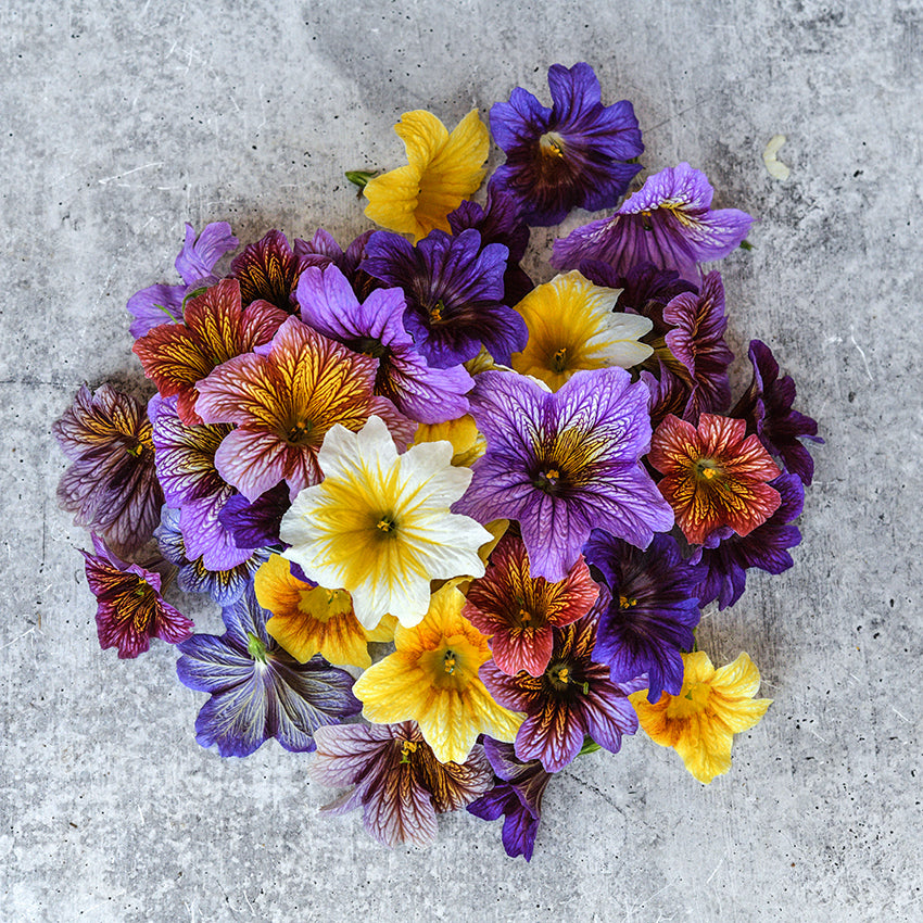 Grandiflora Mix Salpiglossis bouquet on gray background.