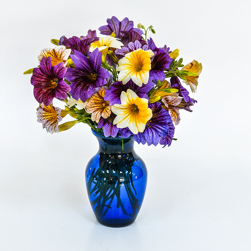 Grandiflora Mix Salpiglossis in blue vase on white background.