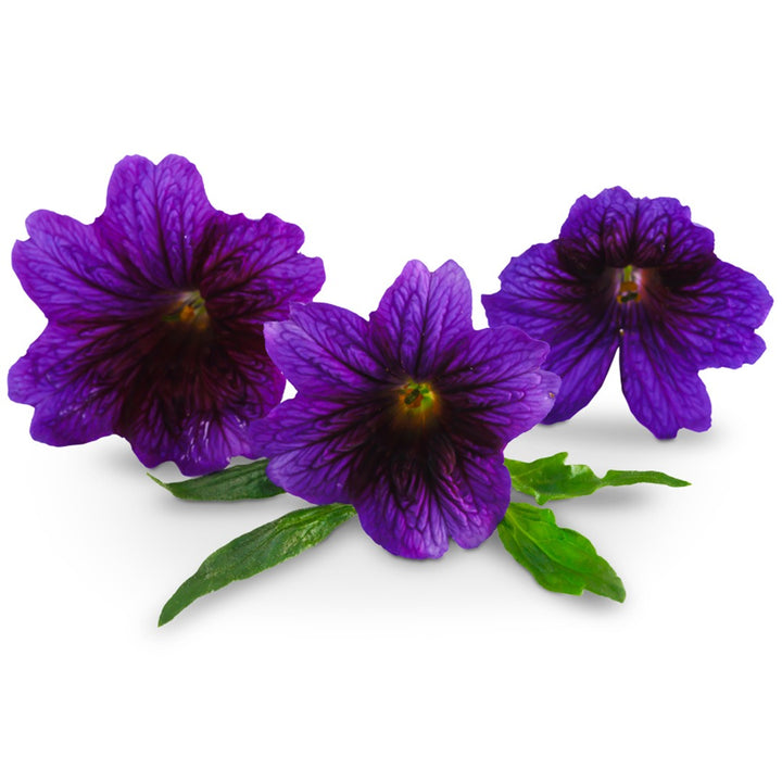 Trio of Kew Blue Salpiglossis blooms on a white background.