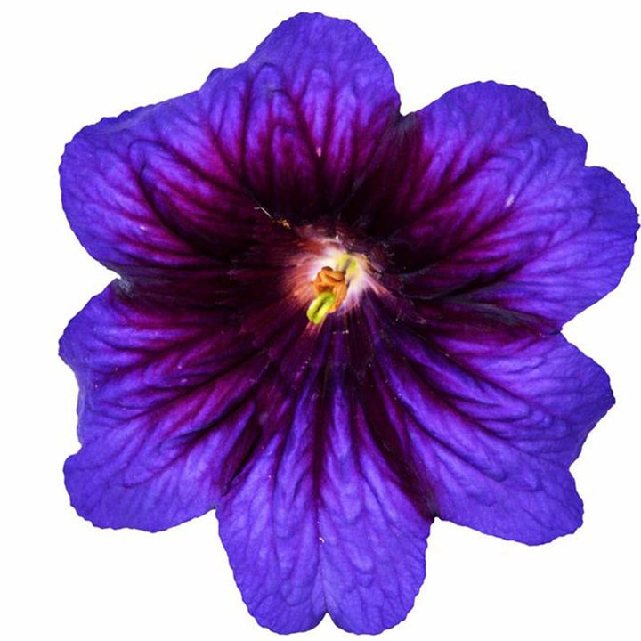 An extreme close up of Kew Blue salpiglossis bloom on a white background.