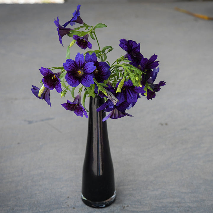 Salpiglossis - Kew Blue in black vase