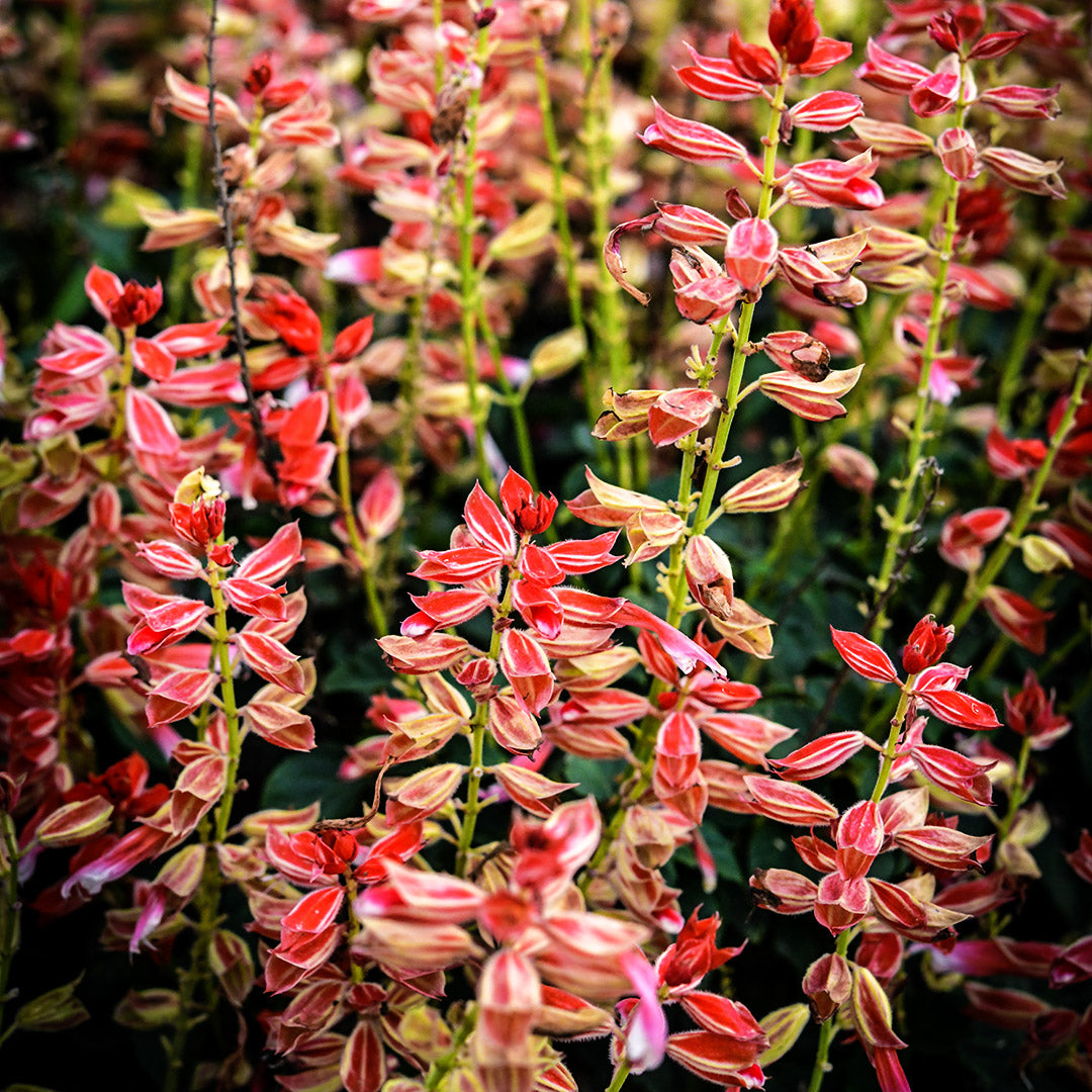 Scarlet Bicolor Sage blooming in the trial gardens at Baker Creek.
