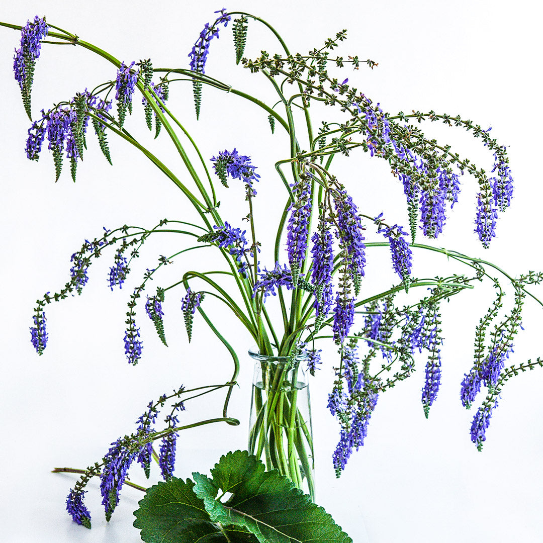 Nodding Sage Salvia flowers arranged in a vase against a white background.