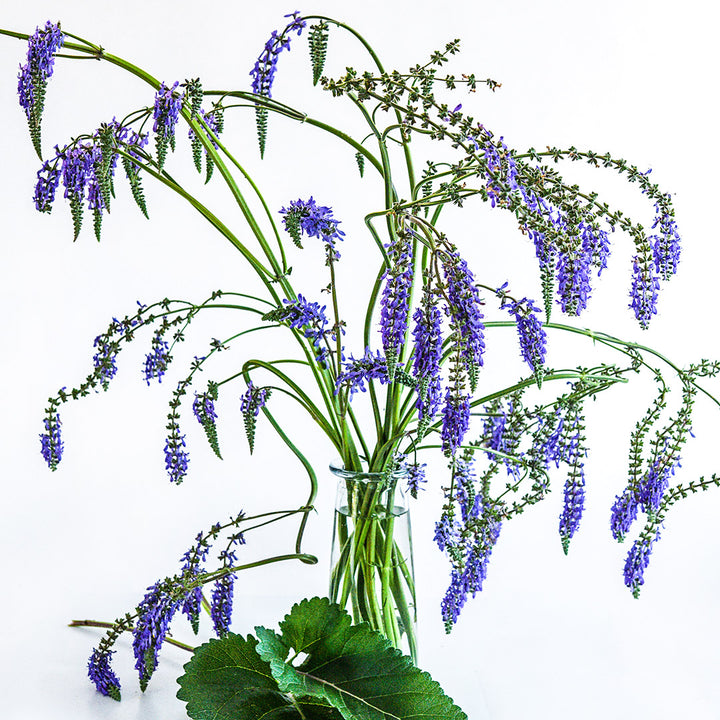 Nodding Sage Salvia flowers arranged in a vase against a white background.